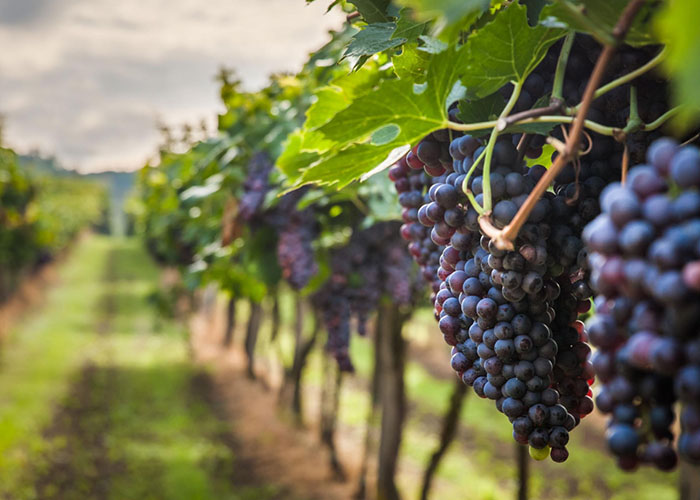 du-lich-tay-ninh-10-smarttravel